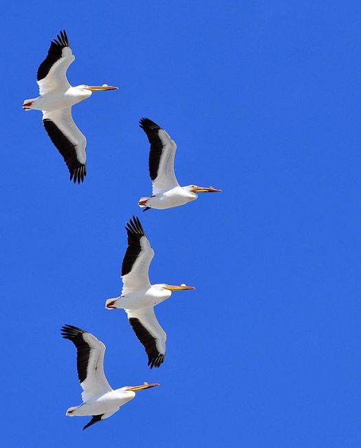American_white_pelicans_flying_over_Chase_Lake_NWR_(16195343458)